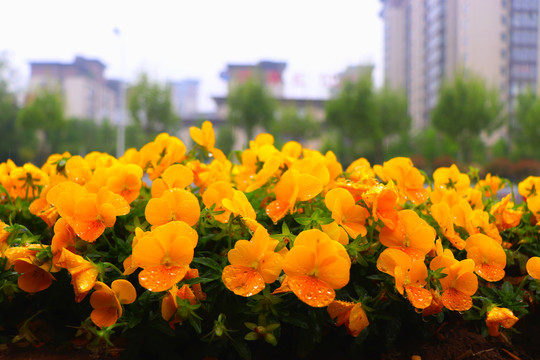 雨中的三色堇