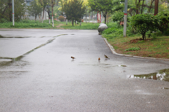 雨天的麻雀和白头翁