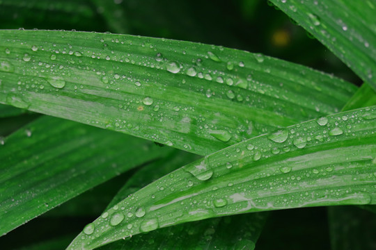 雨水打湿的叶子