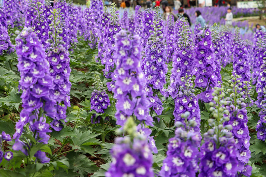 高翠雀花