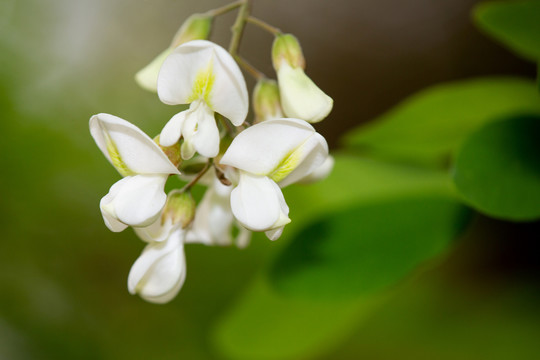 槐花特写