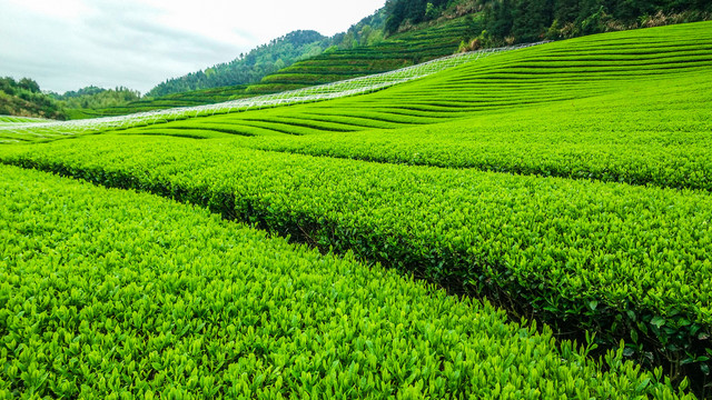 梅家坞茶文化村