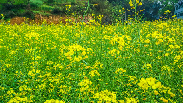 油菜花