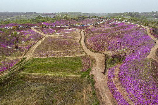 航拍鲜花满山坡