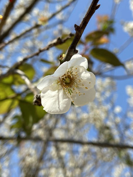 梅花特写