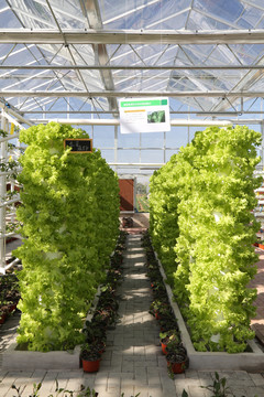 蔬菜種植基地