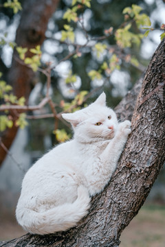 中山公园猫咪