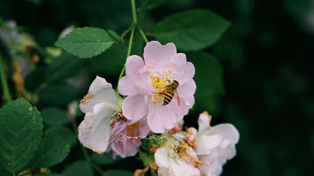 蔷薇花与蜜蜂