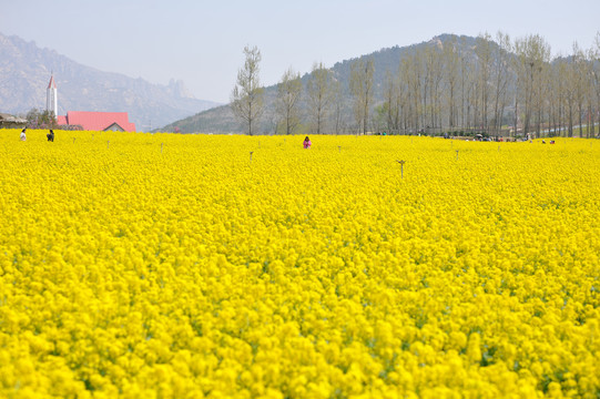 油菜花田素材