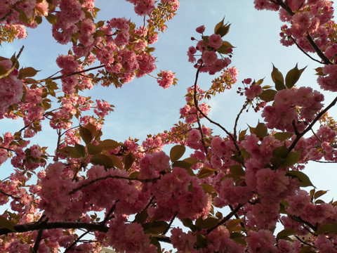 唯美特写樱花树高清图片