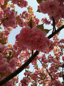 粉色唯美特写樱花高清图片