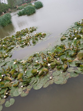 湖泊睡莲