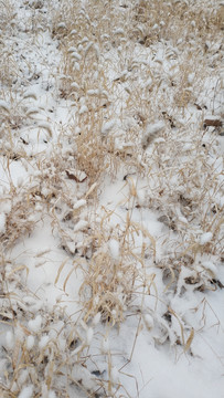 雪后田野