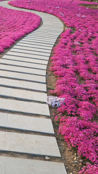 芝樱花步道