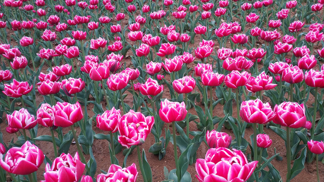 郁金香花海