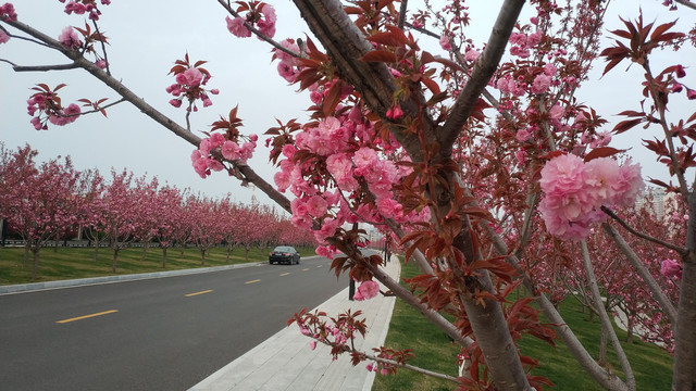 樱花道路