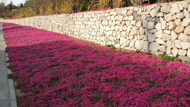 芝樱花海