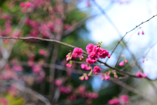 樱花