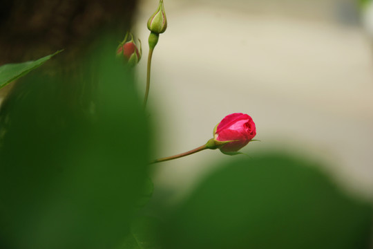 蔷薇花苞