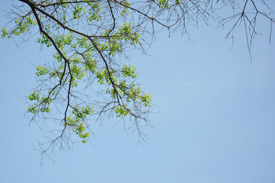 仰望天空树枝