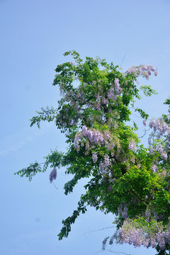 一树紫藤