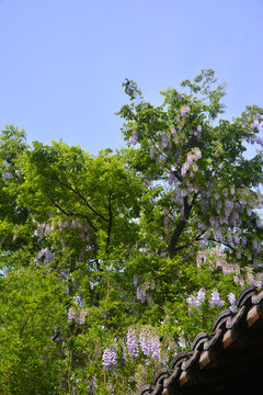 爬上树的紫藤