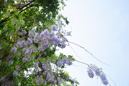 紫藤花枝