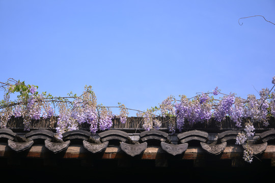 屋檐上的紫藤花