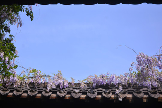 古建筑与紫藤花