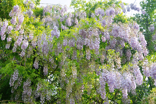 紫藤花背景