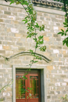 小清新木香花枝