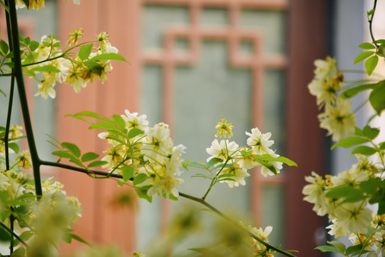 木香花