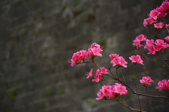 杜鹃花开