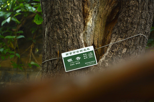 古银杏树名牌