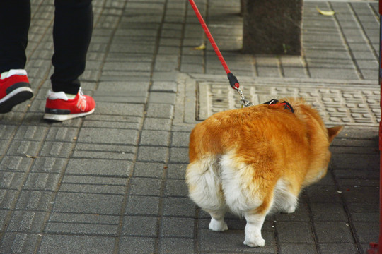 遛柯基犬