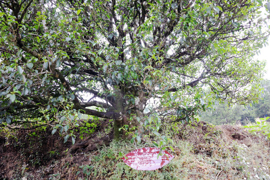 白古茶园莺山