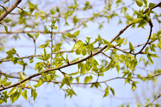 春天发芽的杨树