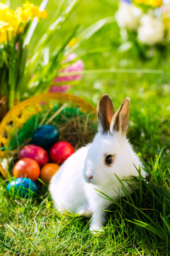 春天草地上篮子里放着鸡蛋的活复活节兔子