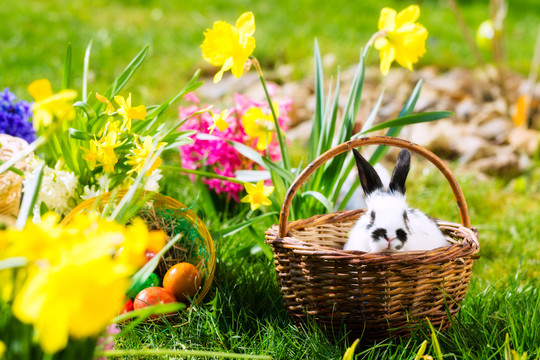 春天草地上篮子里放着鸡蛋的活复活节兔子