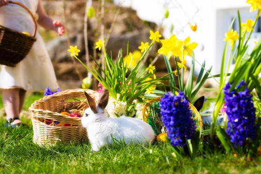 春天，小女孩在草地上寻找复活节彩蛋，前景是一只活的复活节兔子在等着