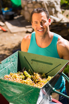 收获葡萄的种植工人