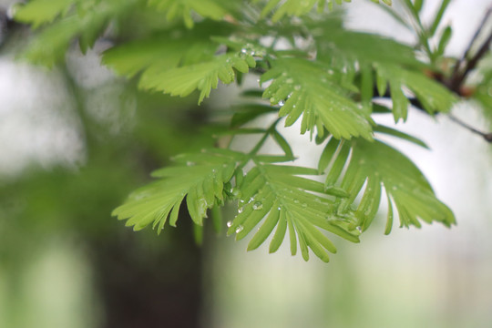 雨中的水杉