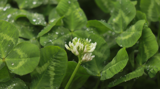 雨中的车轴草