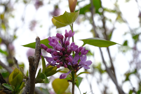 紫色丁香花特写