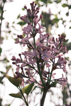 丁香花淡紫色盛开