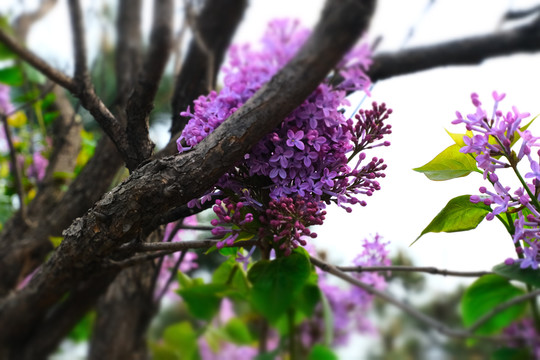 紫色的丁香花