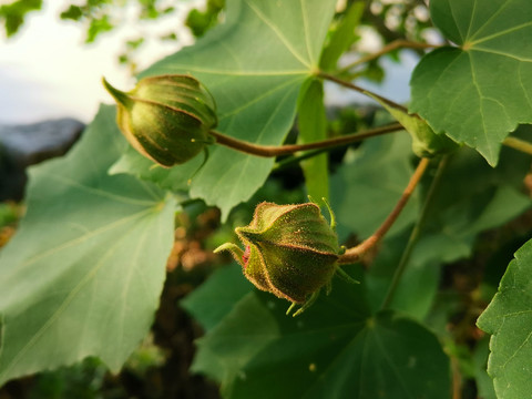 芙蓉树花蕾花苞