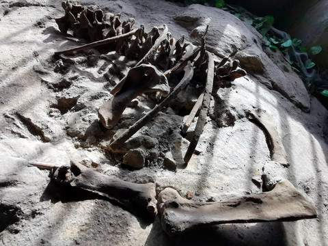 恐龙骨架化石