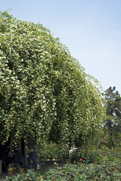 木香花