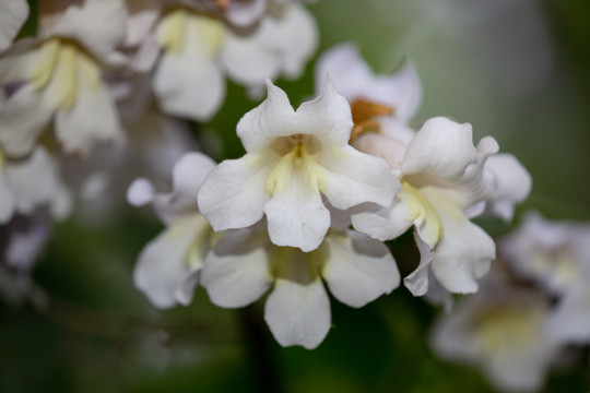 泡桐花